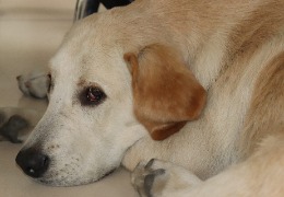 食品原料小百科：小狗會(huì)不會(huì)得關(guān)節(jié)炎？