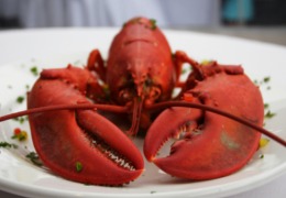 化妝品原料小百科：蝦青素的來源你知道嗎？