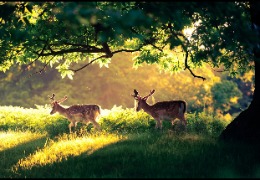 一 水 肌 酸 在 畜 禽 生 產(chǎn) 中 的 應(yīng) 用（上）