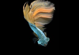 科普：魚膠原蛋白肽有哪些功能和作用？