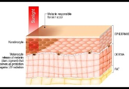 哪種膚色最容易曬黑？(上)